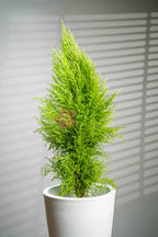 Lemon Cypress - BestBloomBuddy