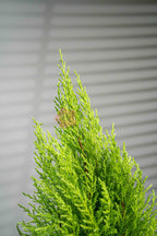 Lemon Cypress - BestBloomBuddy