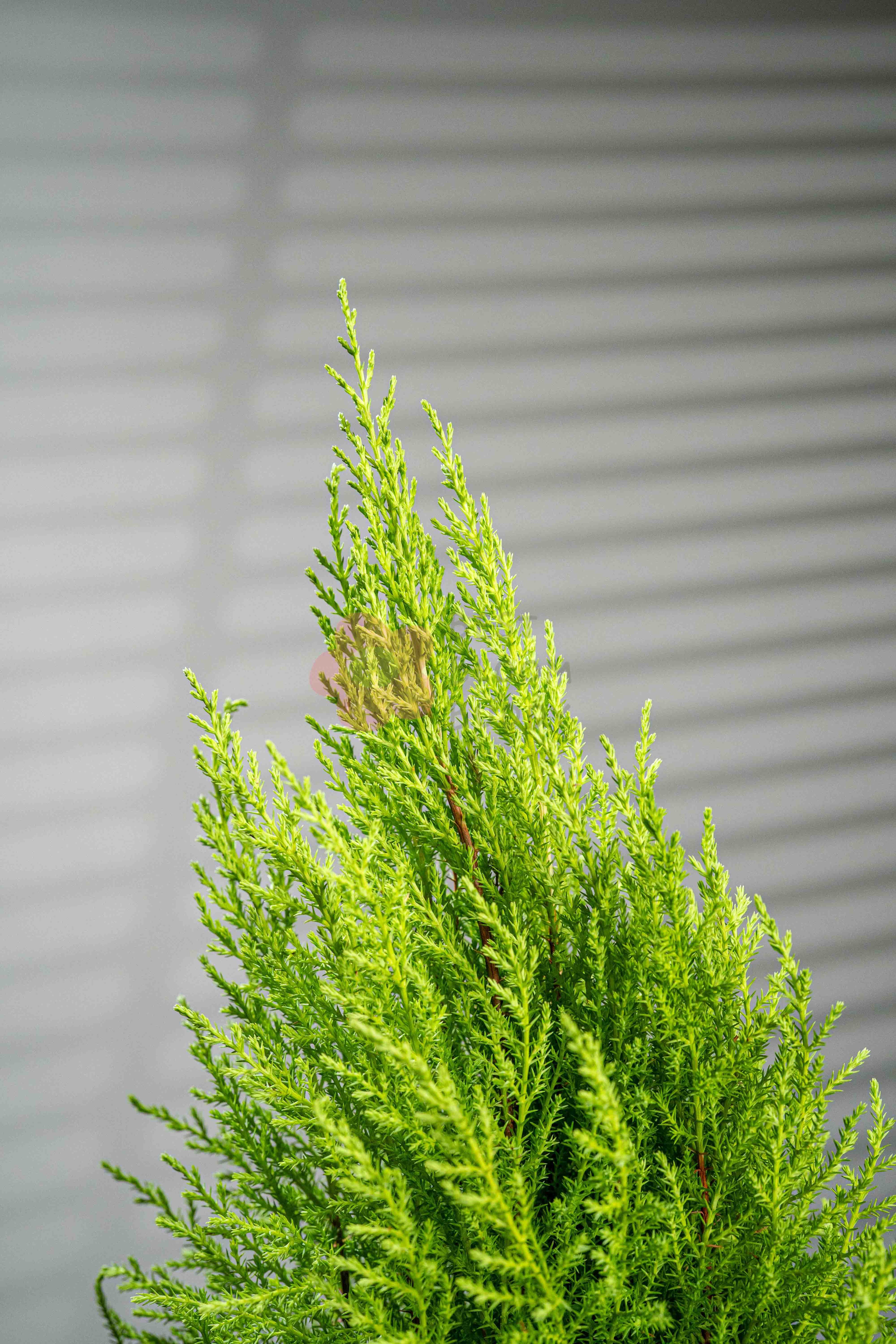 Lemon Cypress - BestBloomBuddy