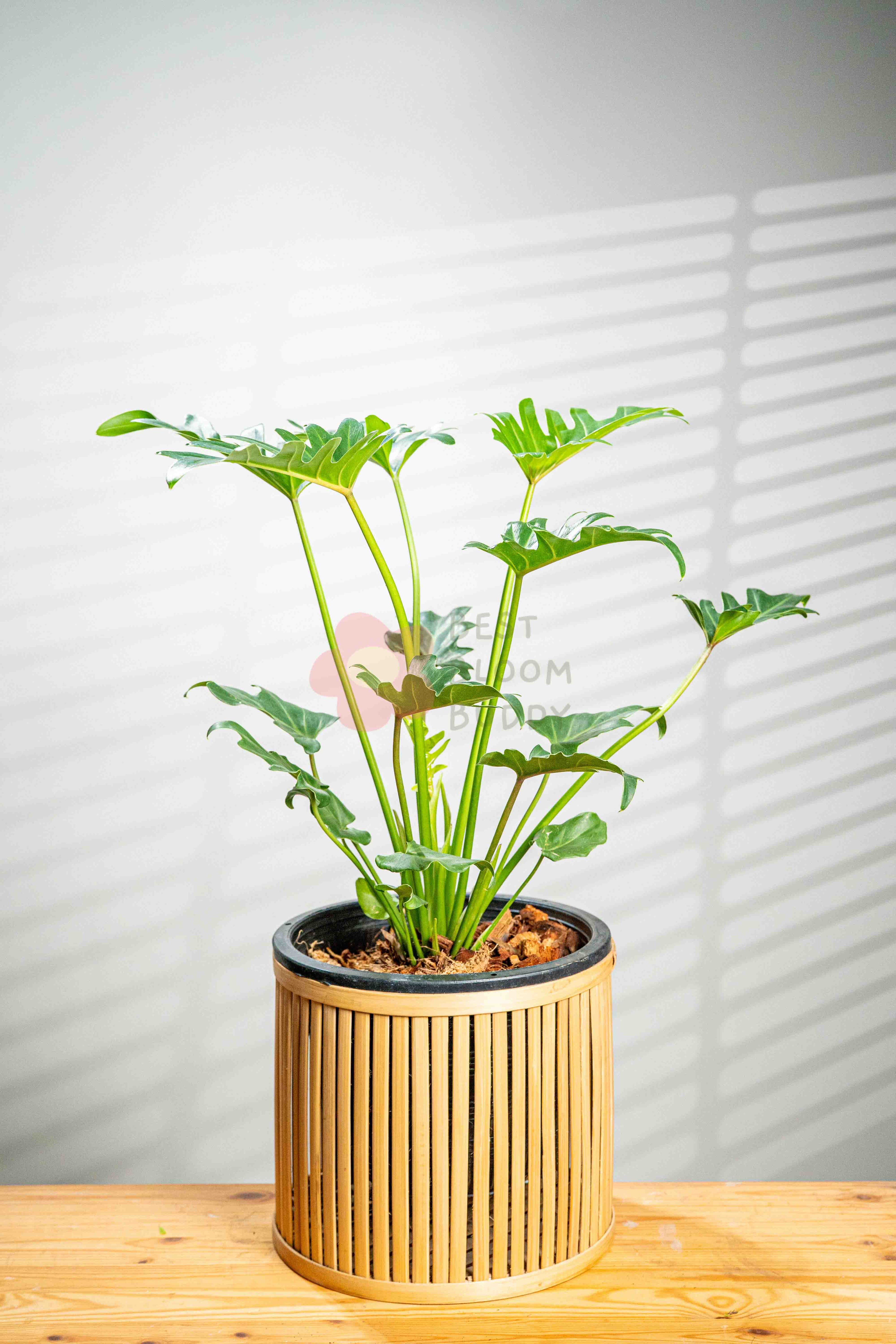 philodendron xanadu bonsai Philodendron Xanadu