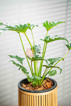 Philodendron Xanadu - BestBloomBuddy