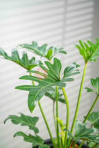 Philodendron Xanadu - BestBloomBuddy