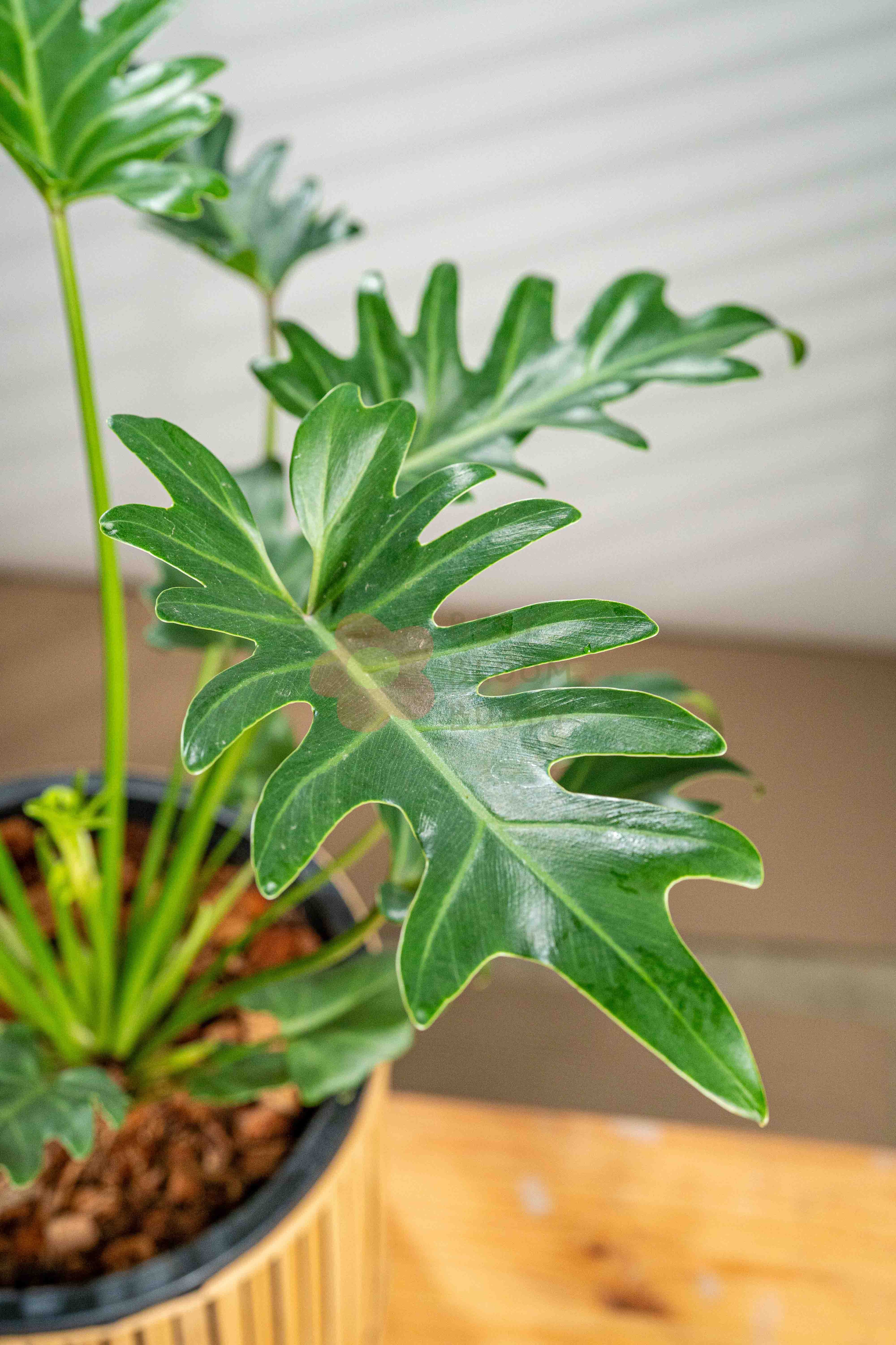 Philodendron Xanadu - BestBloomBuddy