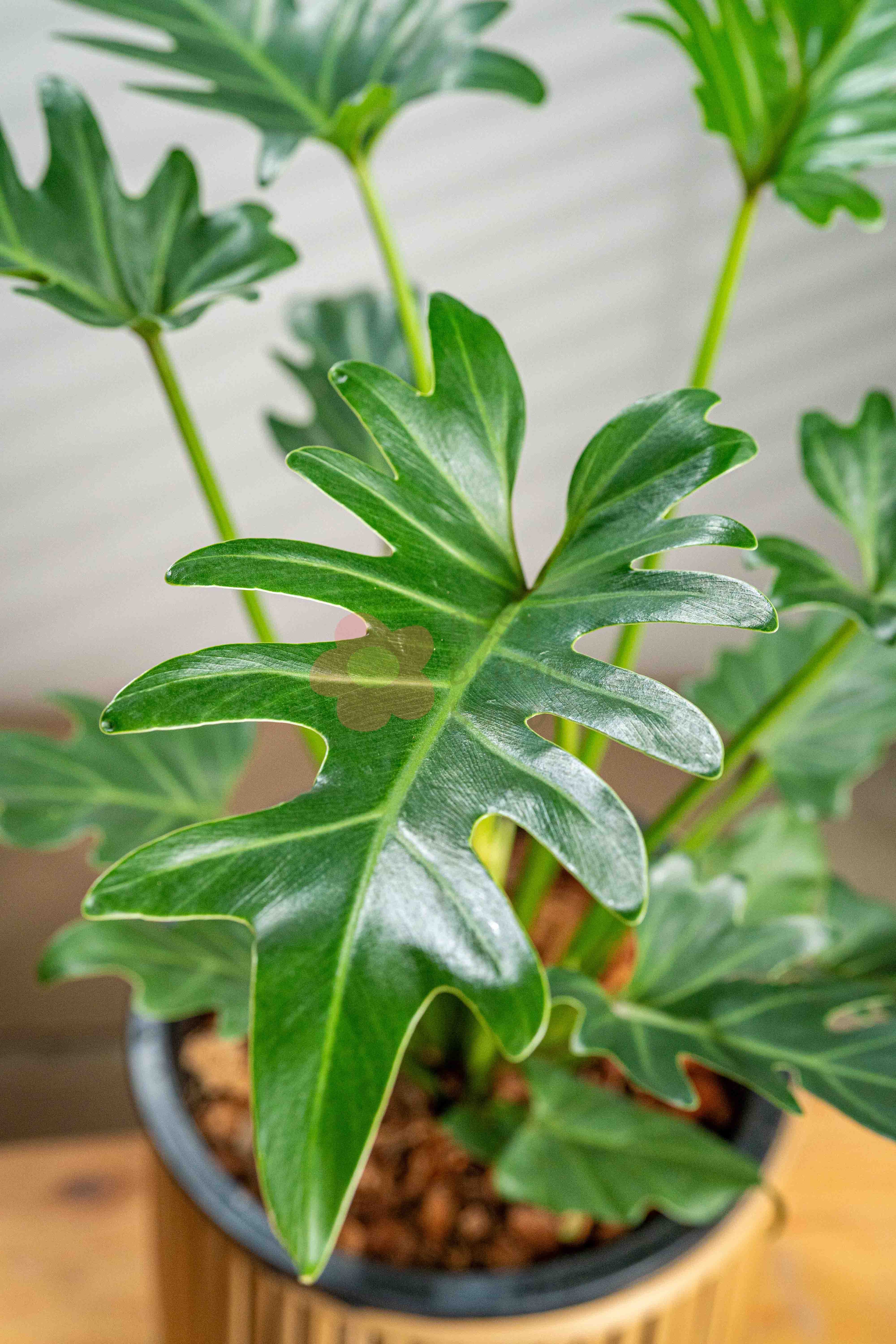 philodendron xanadu 中文 Philodendron Xanadu