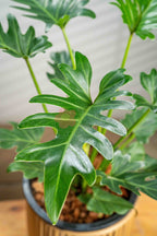 Philodendron Xanadu - BestBloomBuddy