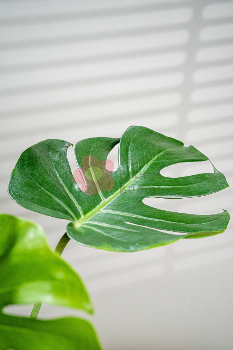 Monstera Deliciosa - BestBloomBuddy