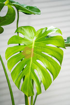 Monstera Deliciosa - BestBloomBuddy