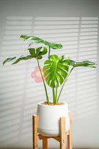 Monstera Deliciosa - BestBloomBuddy