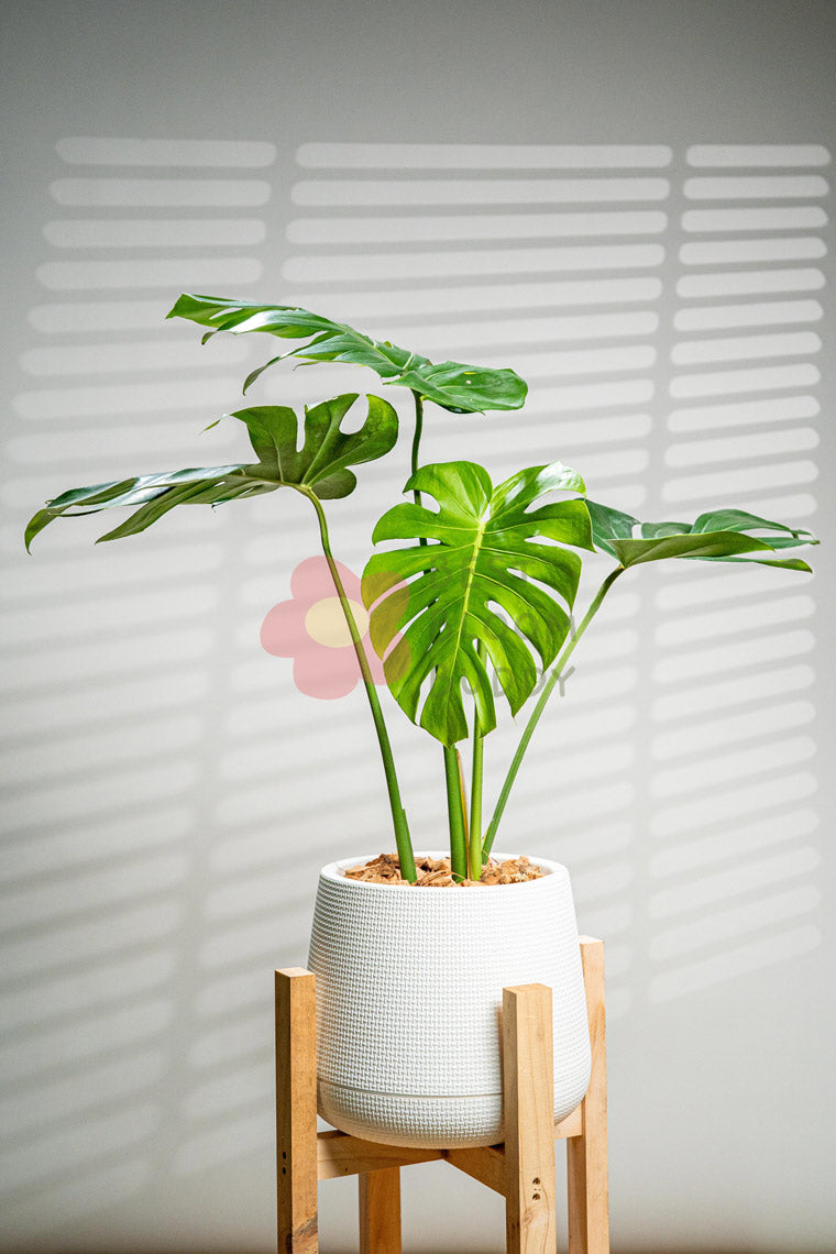 Monstera Deliciosa - BestBloomBuddy