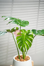 Monstera Deliciosa - BestBloomBuddy