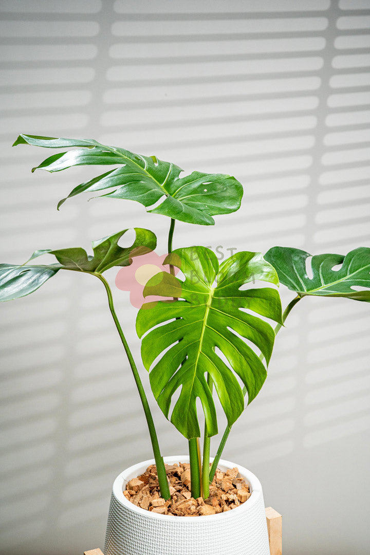 Monstera Deliciosa - BestBloomBuddy