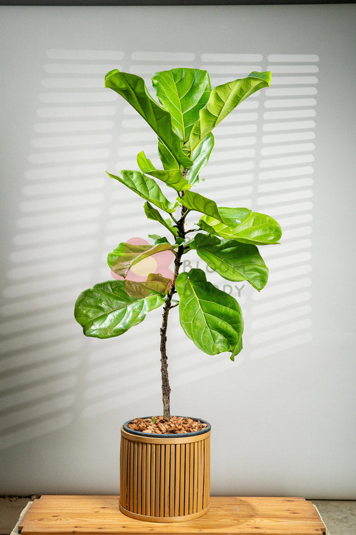 Fiddle Leaf Fig - BestBloomBuddy