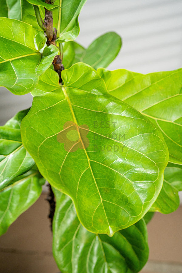 Fiddle Leaf Fig - BestBloomBuddy