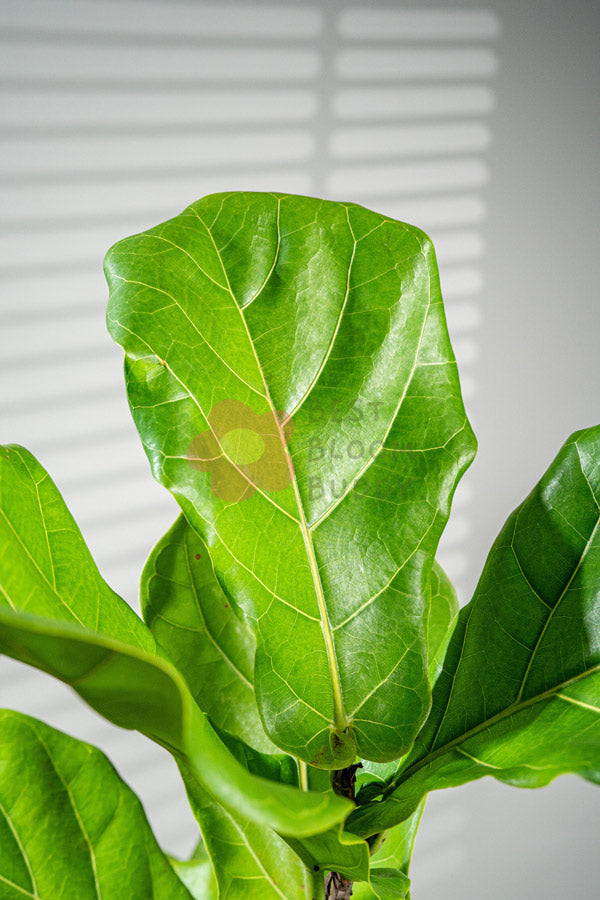 Fiddle Leaf Fig - BestBloomBuddy