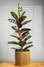 Rubber Plant - BestBloomBuddy
