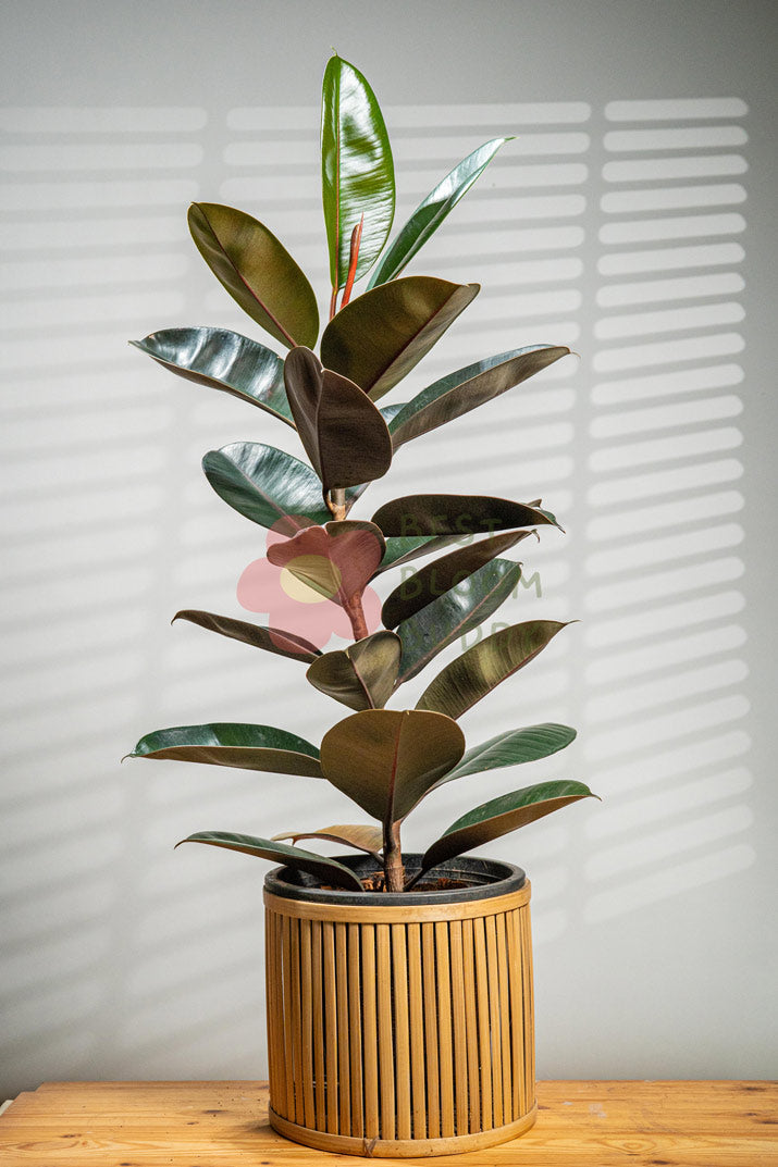 Rubber Plant - BestBloomBuddy