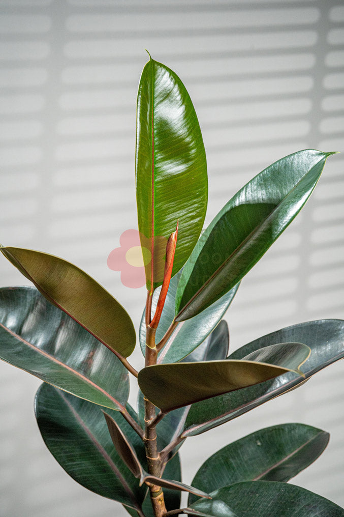 Rubber Plant - BestBloomBuddy