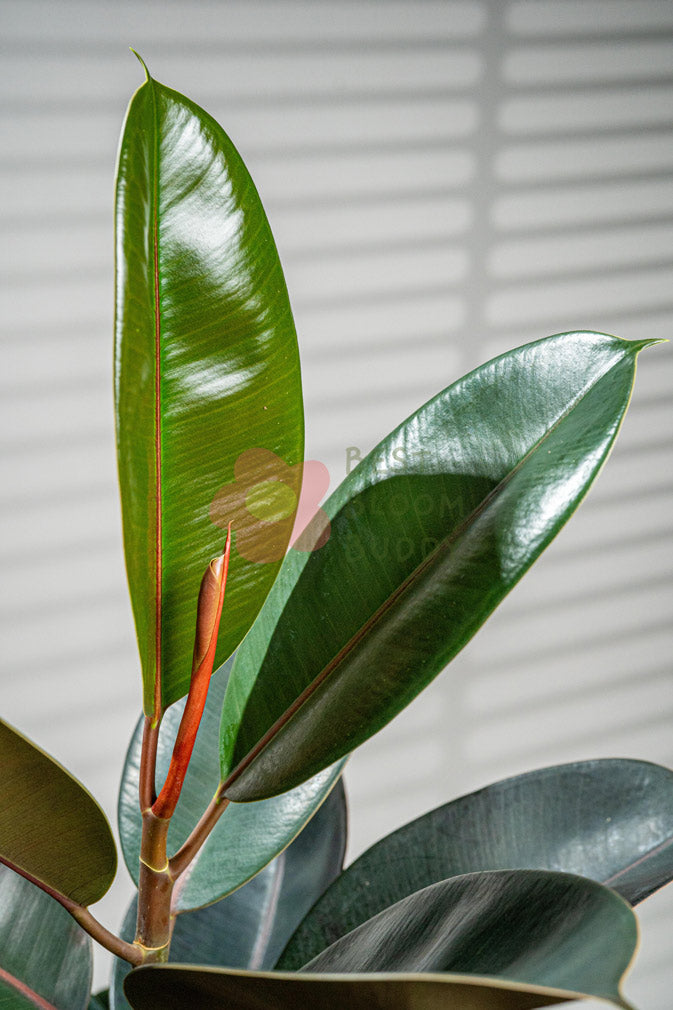 Rubber Plant - BestBloomBuddy