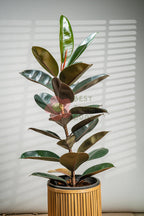 Rubber Plant - BestBloomBuddy