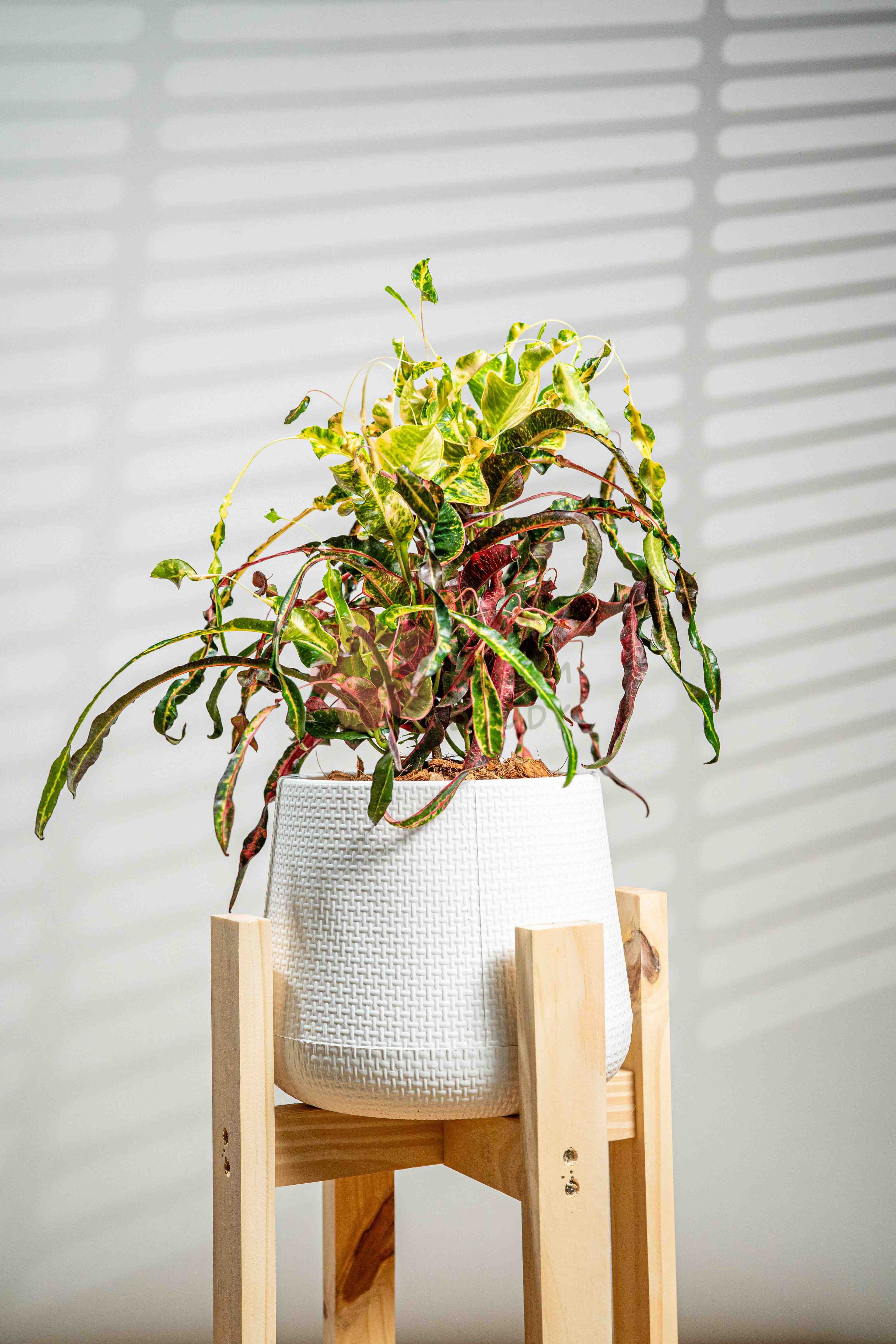 Garden Croton - BestBloomBuddy