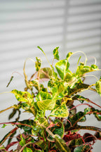Garden Croton - BestBloomBuddy