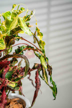 Garden Croton - BestBloomBuddy