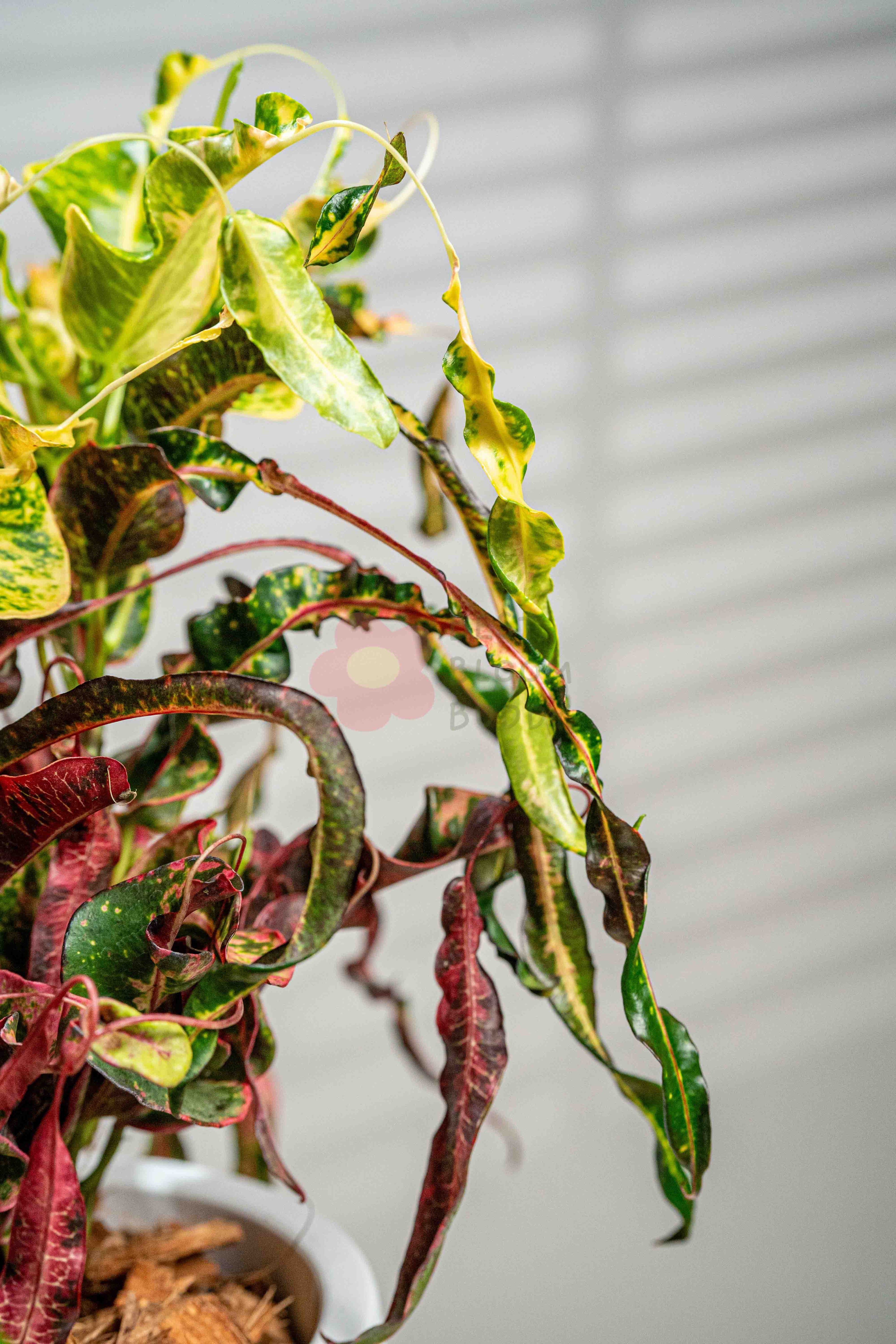 Garden Croton - BestBloomBuddy