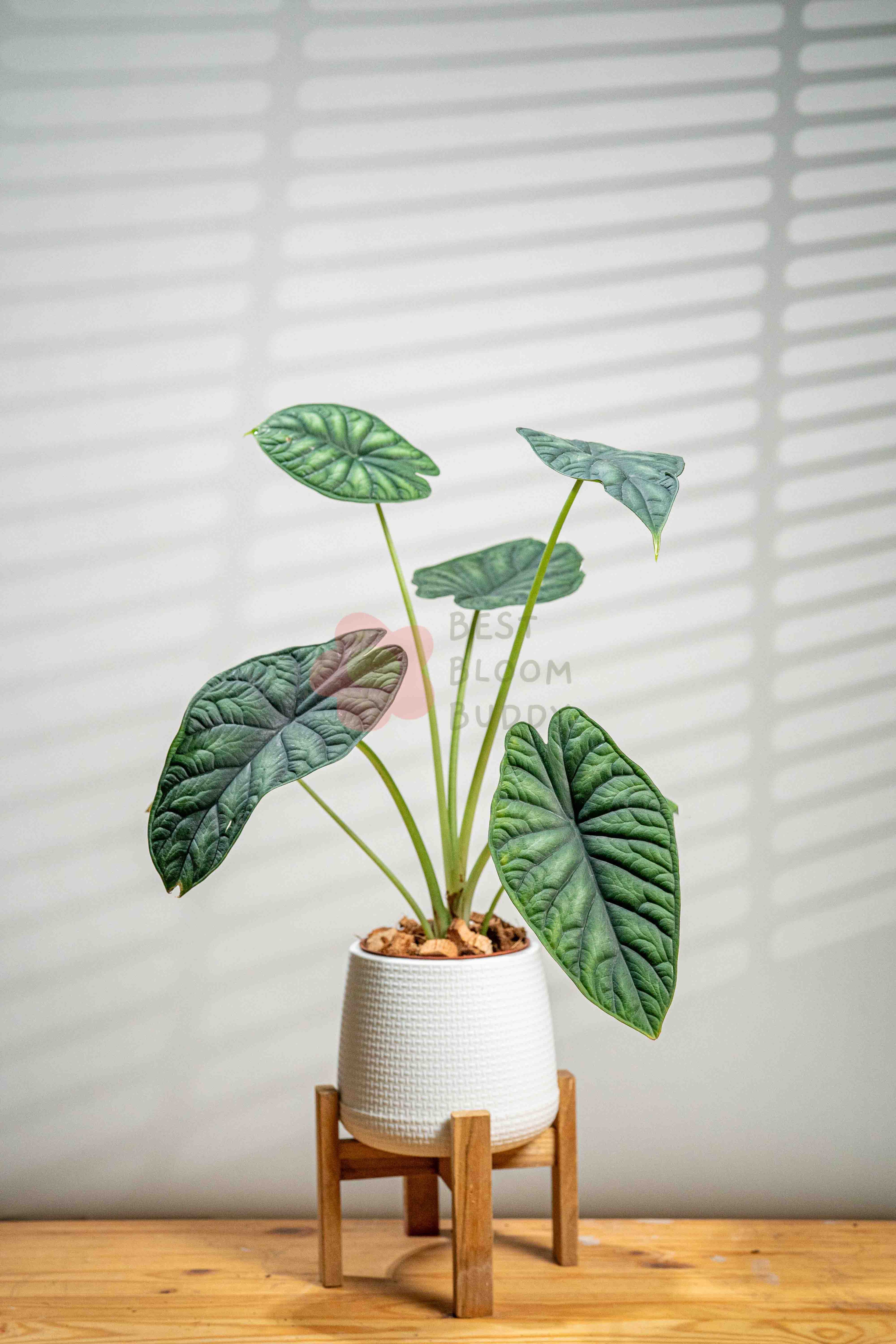 Alocasia baginda 'Dragon Scale' - BestBloomBuddy