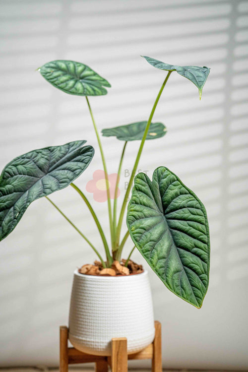 Alocasia baginda 'Dragon Scale' - BestBloomBuddy