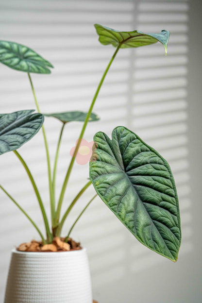 Alocasia baginda 'Dragon Scale'