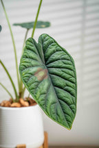 Alocasia baginda 'Dragon Scale' - BestBloomBuddy