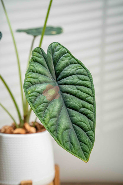 Alocasia baginda 'Dragon Scale'