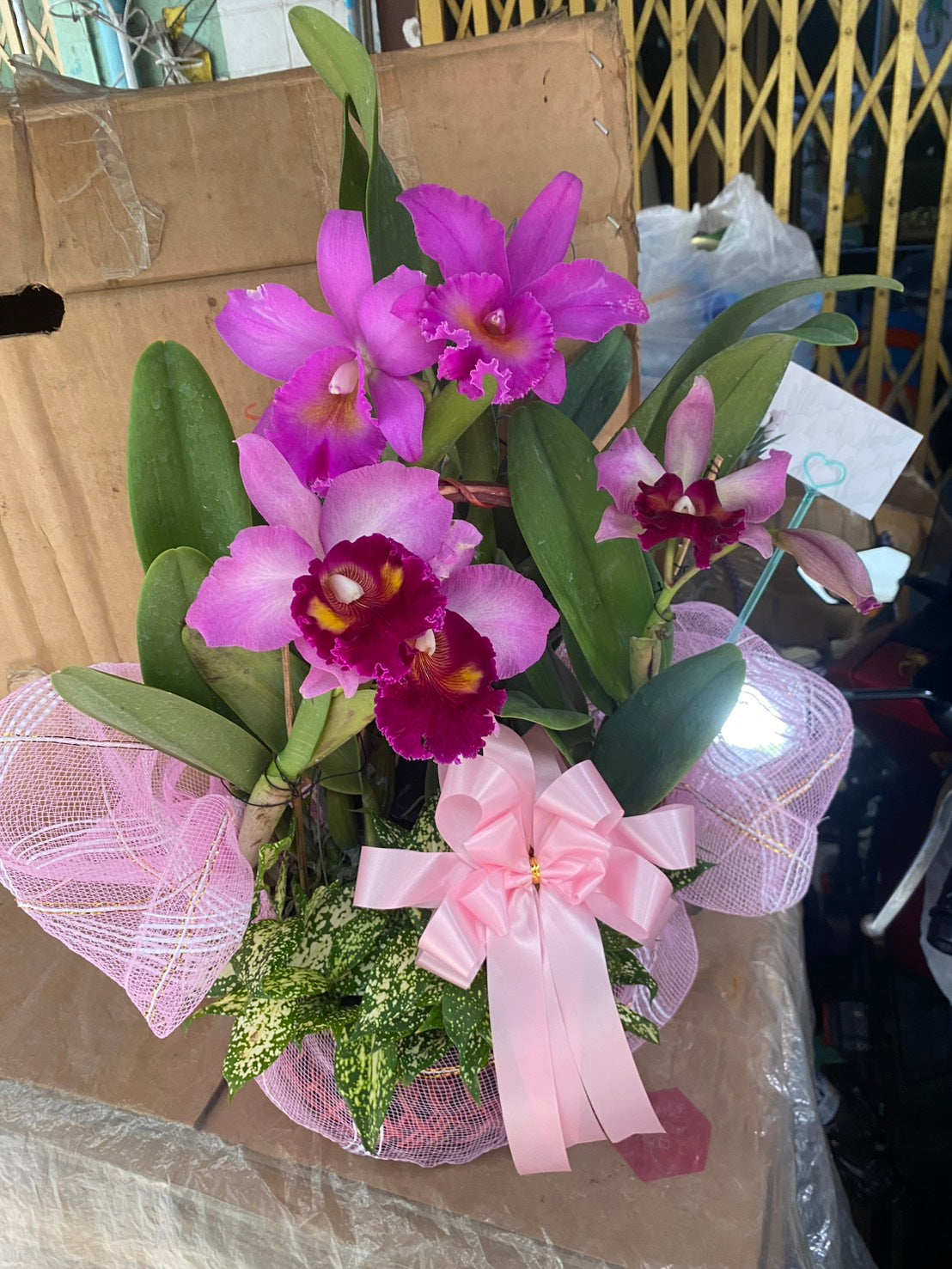 Cattleya Orchid (3–4 plants included) กล้วยไม้แคทลียาในกระเช้าตกแต่งสวยงาม 3-4 ต้น - BestBloomBuddy