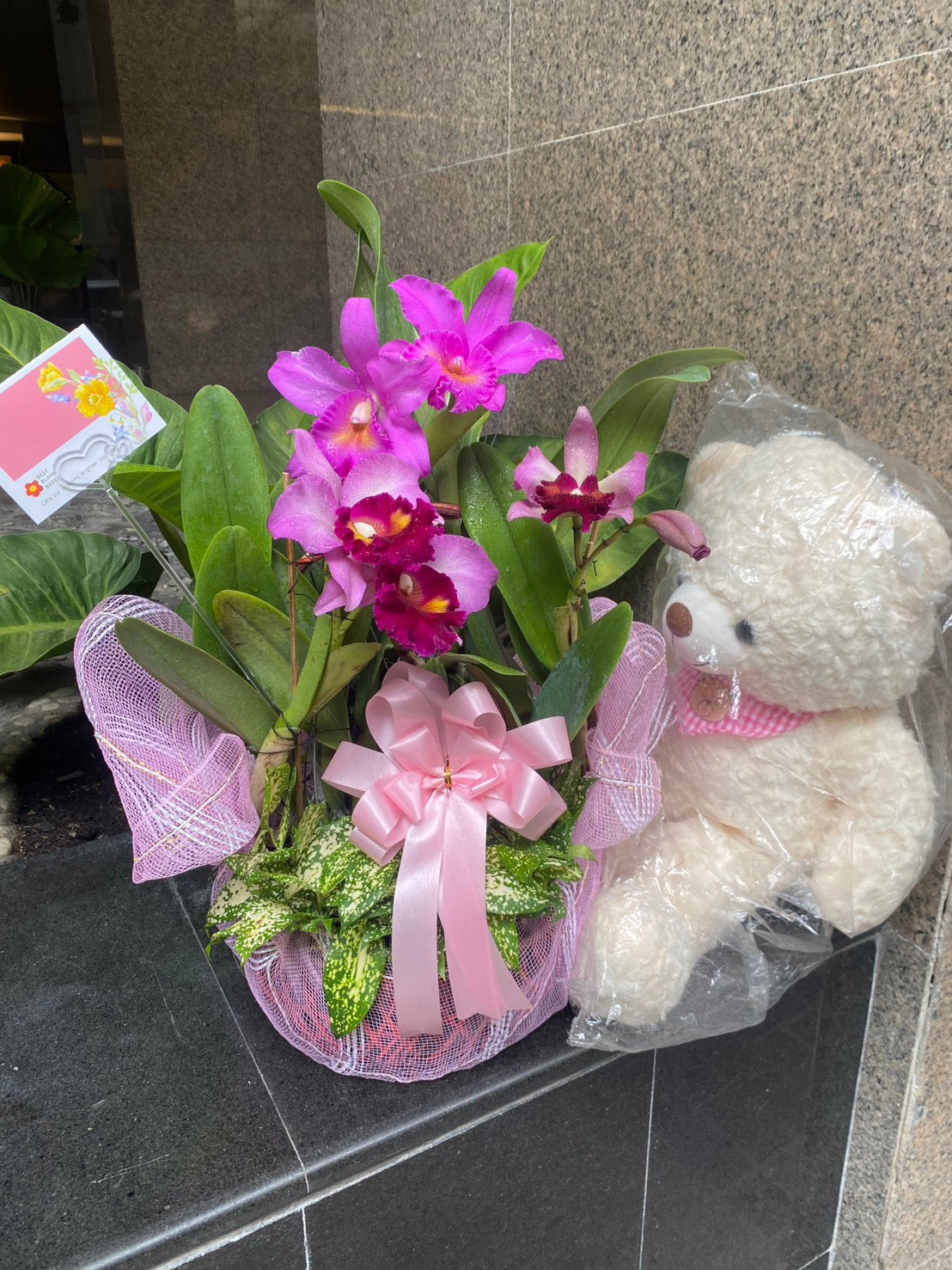 Cattleya Orchid (3–4 plants included) กล้วยไม้แคทลียาในกระเช้าตกแต่งสวยงาม 3-4 ต้น - BestBloomBuddy