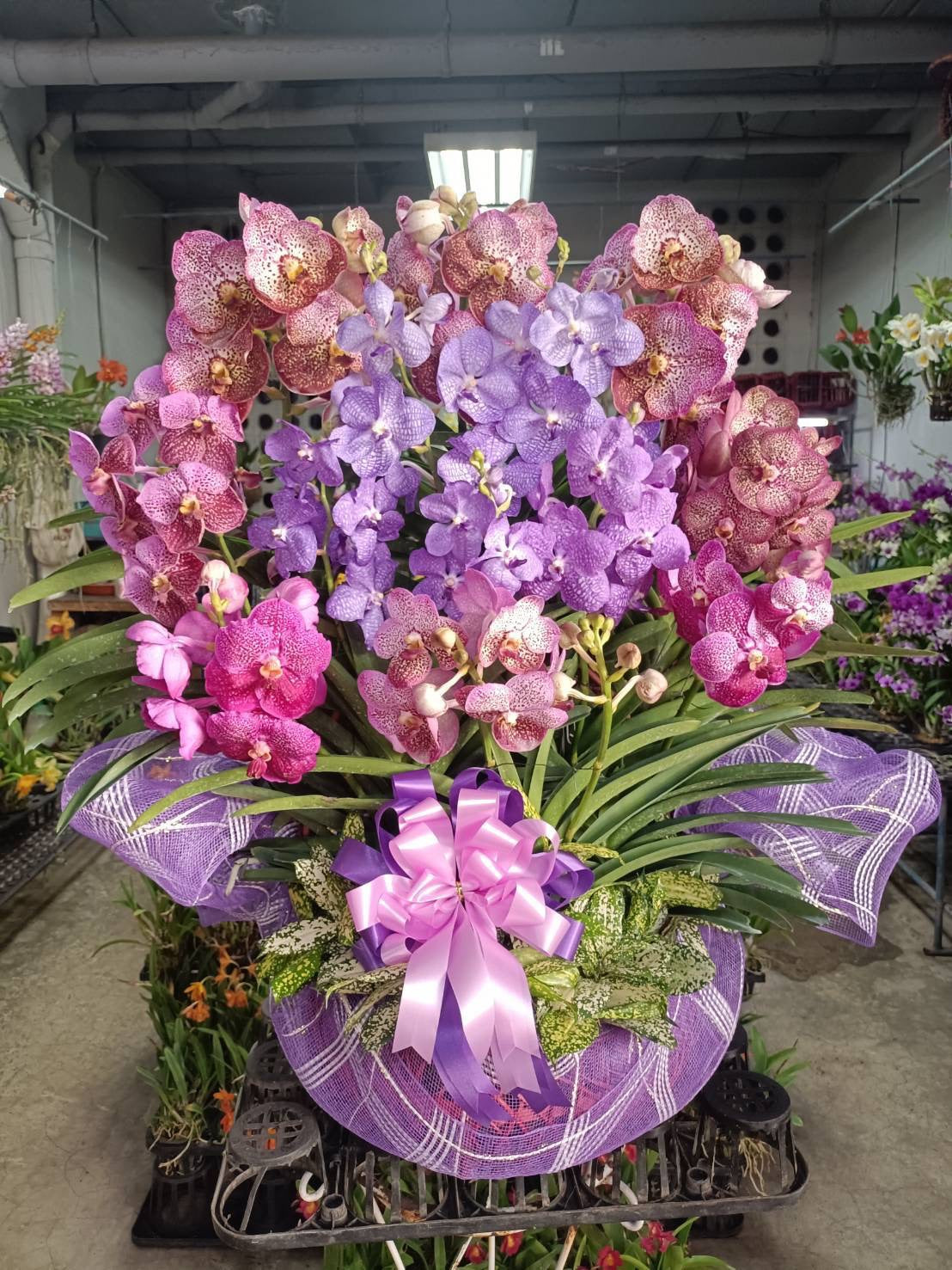 Vanda Orchid (8–10 plants included) กล้วยไม้แวนด้าในกระเช้าตกแต่งสวยงาม 8-10 ต้น - BestBloomBuddy