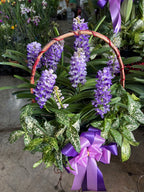 Rhynchostylis Orchid (5–6 plants included) กล้วยไม้เขาแกะในกระเช้าตกแต่งสวยงาม 5-6 ต้น