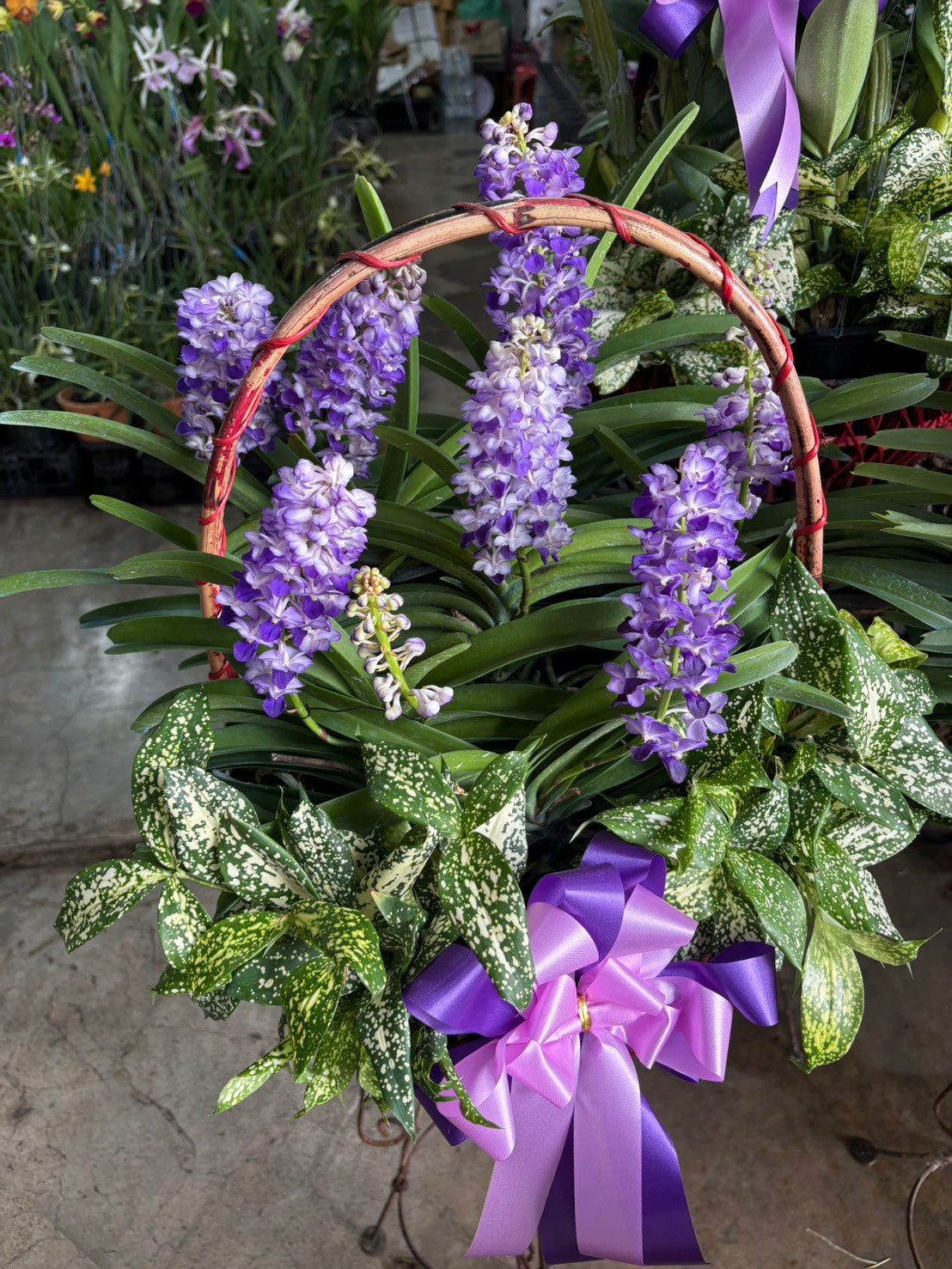 Rhynchostylis Orchid (5–6 plants included) กล้วยไม้เขาแกะในกระเช้าตกแต่งสวยงาม 5-6 ต้น