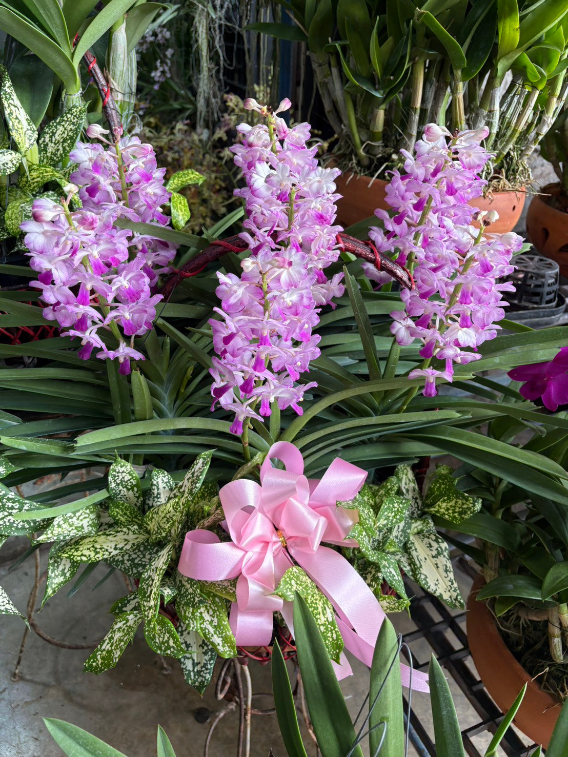 Rhynchostylis Orchid (5–6 plants included) กล้วยไม้เขาแกะในกระเช้าตกแต่งสวยงาม 5-6 ต้น
