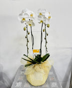 White Phalaenopsis Orchid (Potted) - กล้วยไม้ฟาแลนสีขาว จัดกระถาง