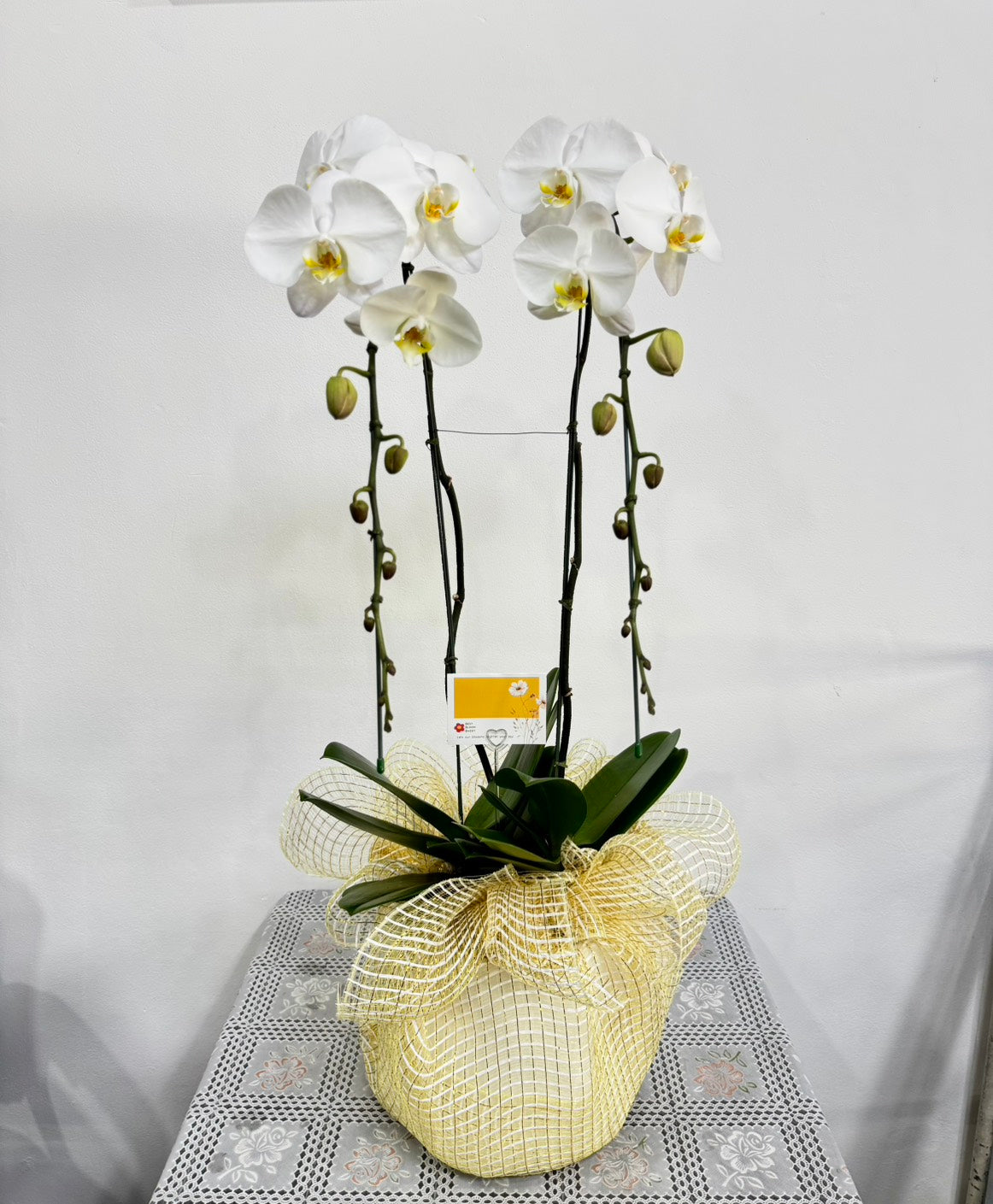White Phalaenopsis Orchid (Potted) - กล้วยไม้ฟาแลนสีขาว จัดกระถาง