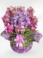 VandaOrchid - BestBloomBuddy