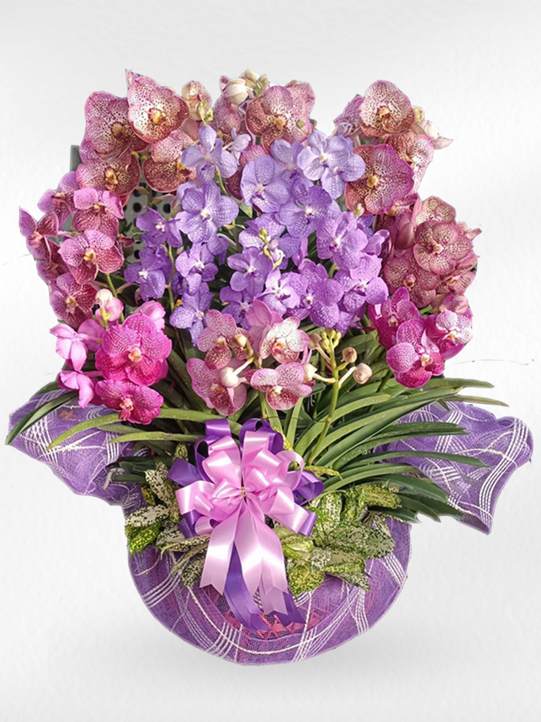 Vanda Orchid (8–10 plants included) กล้วยไม้แวนด้าในกระเช้าตกแต่งสวยงาม 8-10 ต้น - BestBloomBuddy