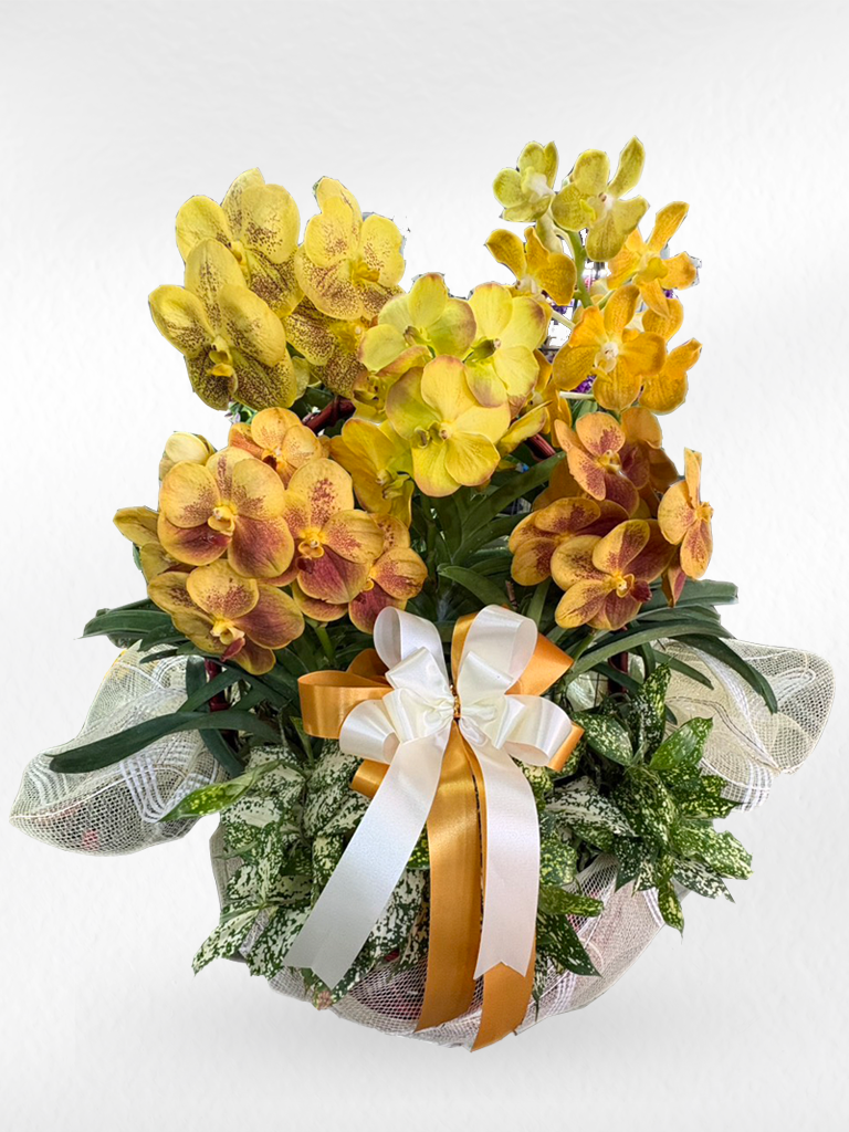 Vanda Orchid (5–6 plants included) กล้วยไม้แวนด้าในกระเช้าตกแต่งสวยงาม 5-6 ต้น - BestBloomBuddy