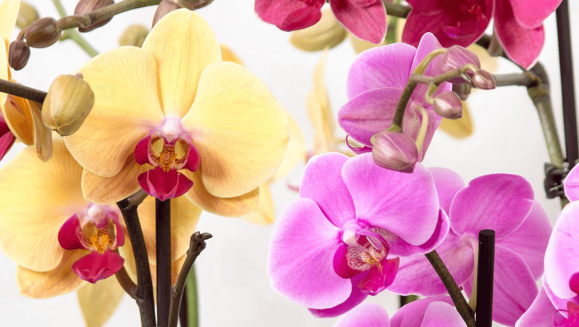 Web_blog_1840x1040_9_67d24444-b104-49de-9fff-b8553f737076 - BestBloomBuddy
