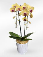 Yellow Phalaenopsis Orchids with Purple Lip (Potted) - กล้วยไม้ฟาแลนสีเหลืองปากม่วง จัดกระถาง - BestBloomBuddy