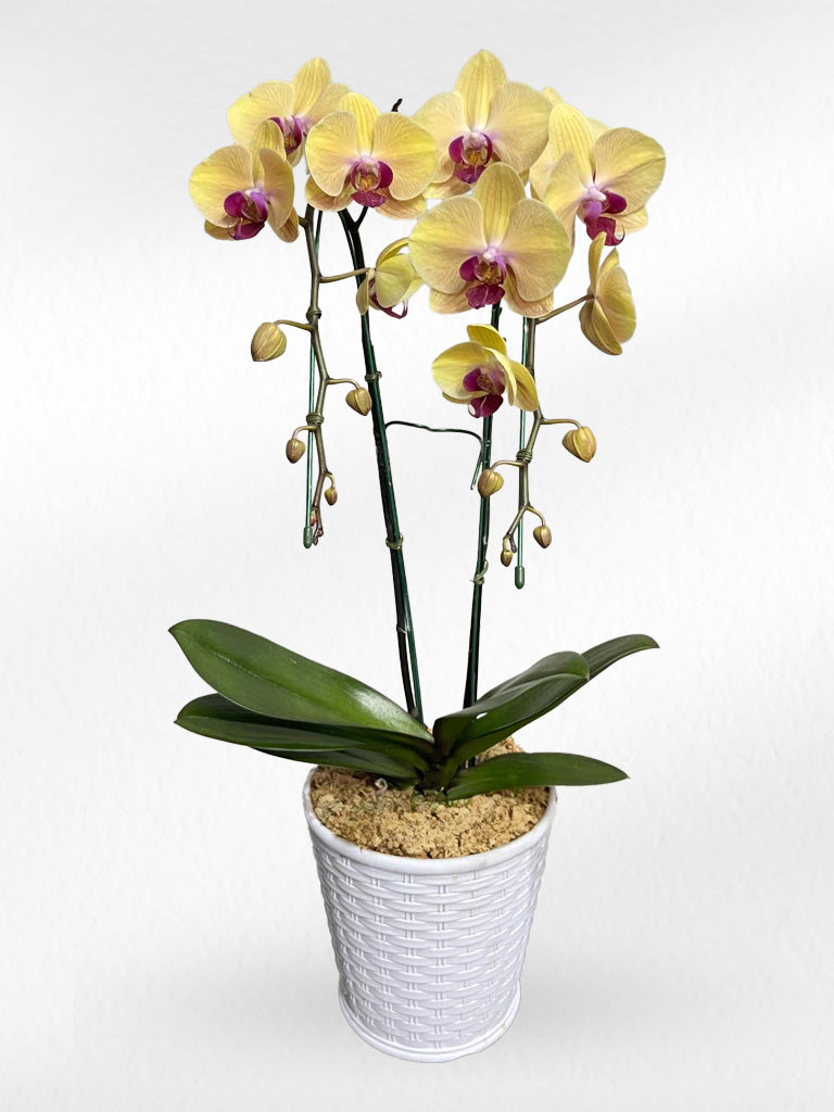 Yellow Phalaenopsis Orchids with Purple Lip (Potted) - กล้วยไม้ฟาแลนสีเหลืองปากม่วง จัดกระถาง - BestBloomBuddy