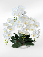 Grace in Bloom – Artificial Phalaenopsis Orchid in Ceramic Pot - BestBloomBuddy