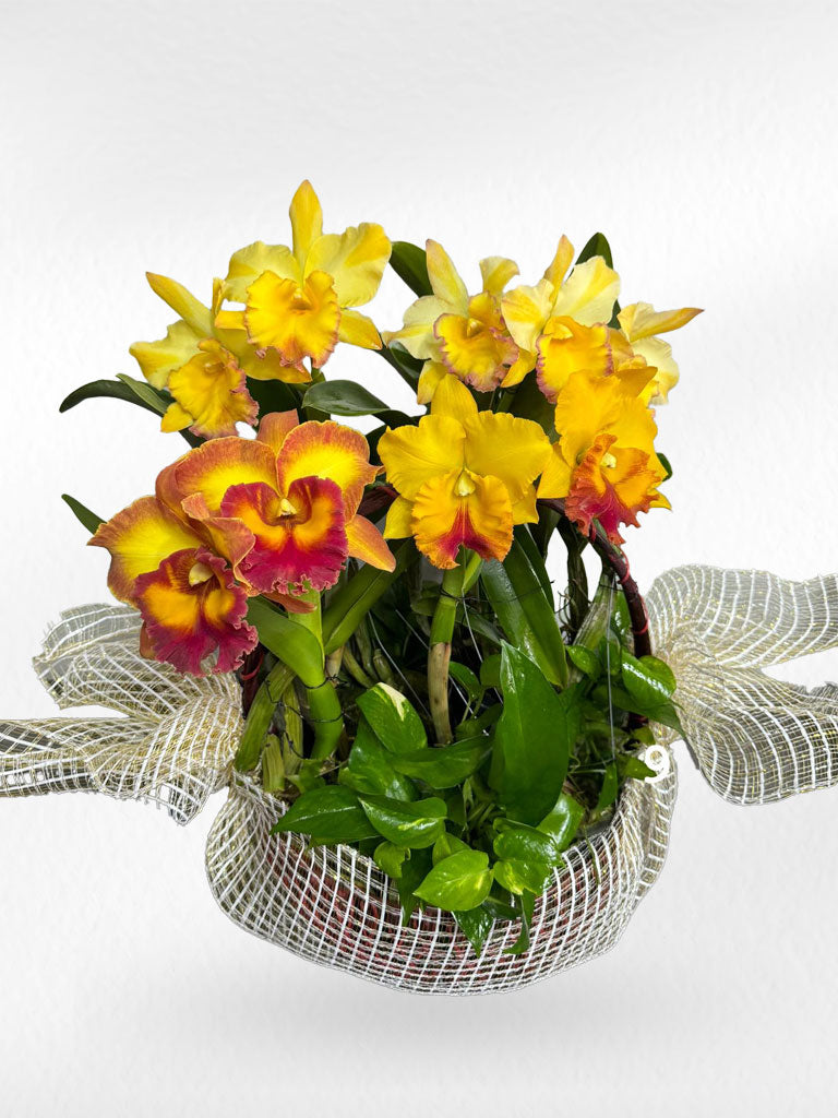 Cattleya Orchid (3–4 plants included) กล้วยไม้แคทลียาในกระถางเซรามิก 3-4 ต้น - BestBloomBuddy