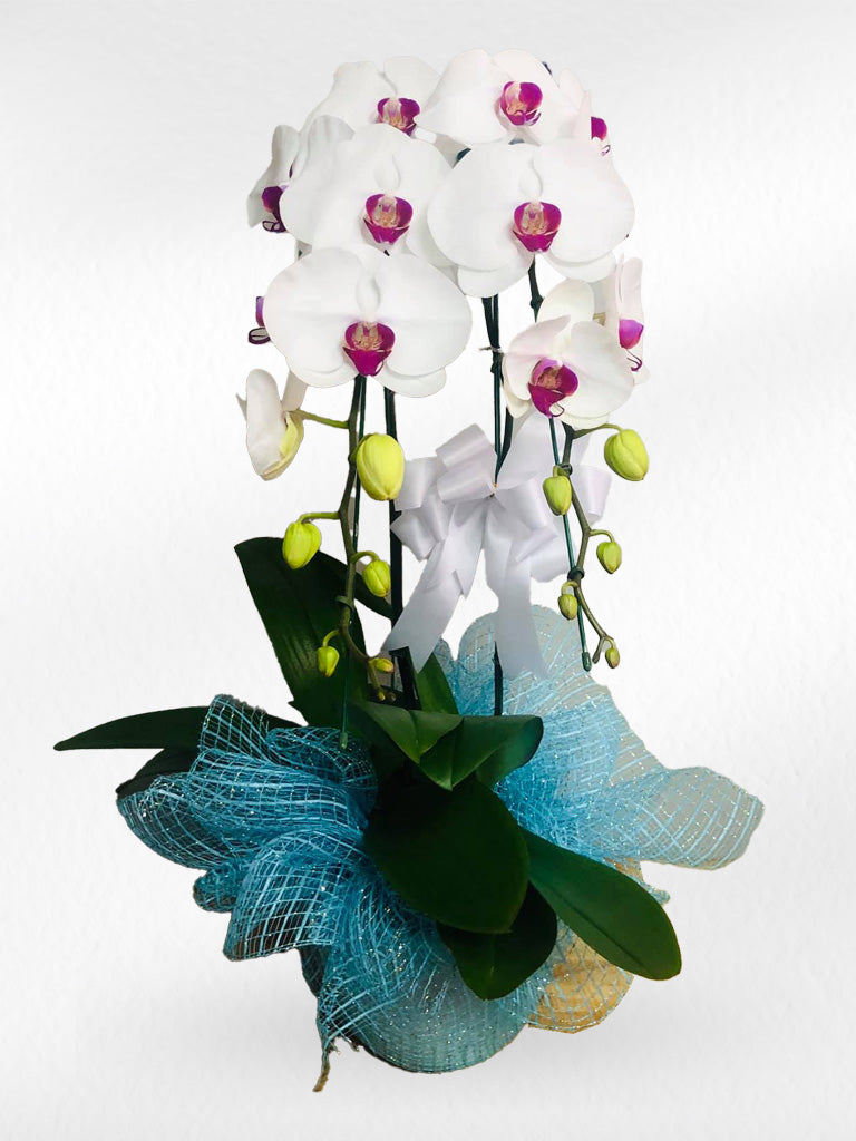 White Phalaenopsis Orchid with Purple Lip (Potted) - กล้วยไม้ฟาแลนสีขาวปากม่วง จัดกระถาง - BestBloomBuddy