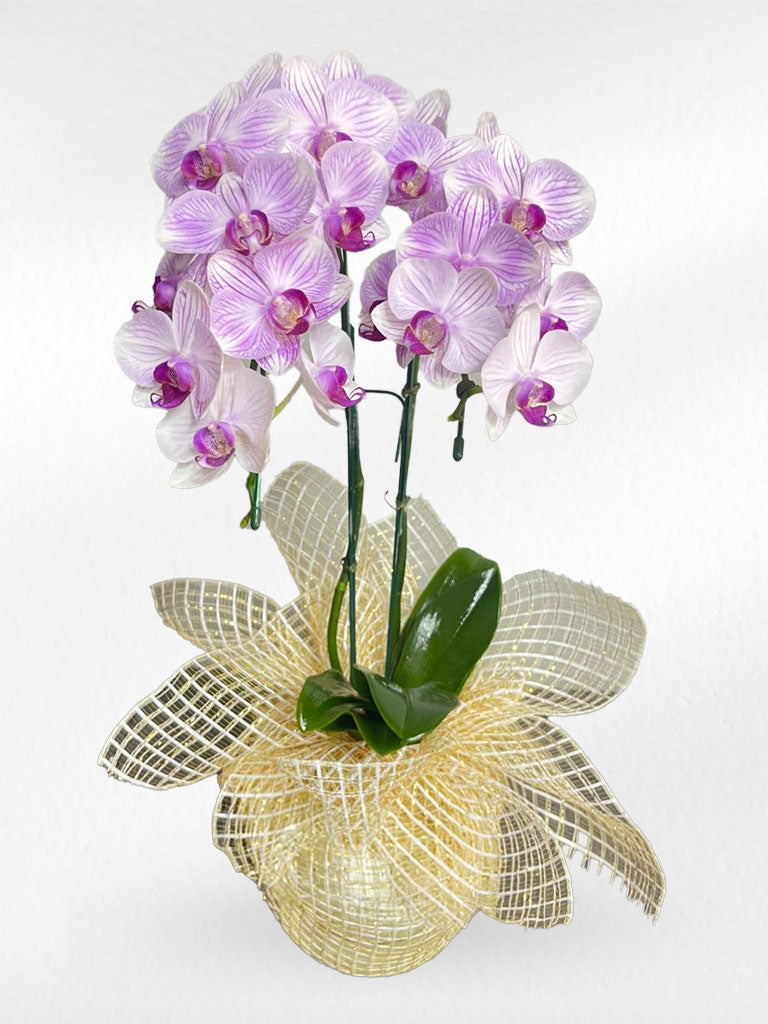 Light Purple Phalaenopsis Orchids (Potted) - กล้วยไม้ฟาแลนสีสีม่วงอ่อน จัดกระถาง - BestBloomBuddy
